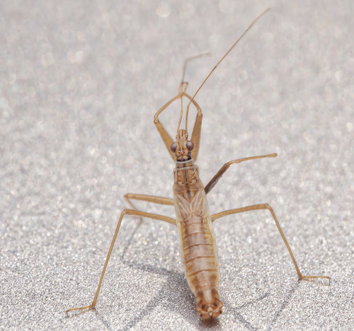 Marsh Damsel Bug