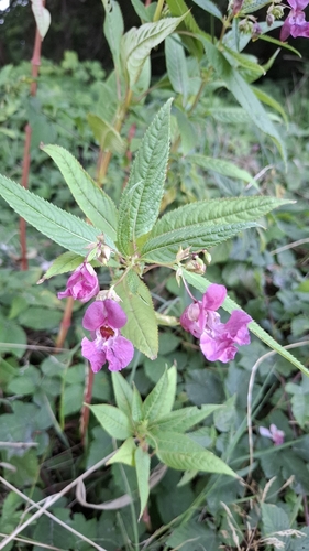 Himalayan balsam