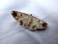 Scioglyptis loxographa