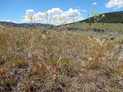 Potentilla gracilis, photograph (c) Matt Lavin, some rights reserved (CC BY-SA)