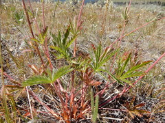 Potentilla gracilis, photograph (c) Matt Lavin, some rights reserved (CC BY-SA)