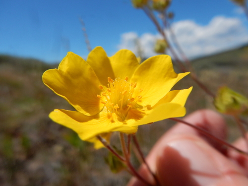Potentilla gracilis, photograph 6