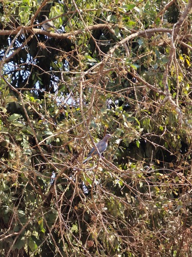 Laughing Dove
