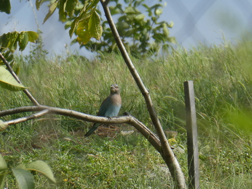European Roller
