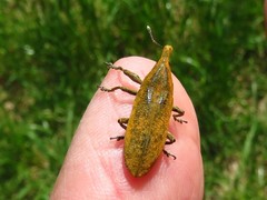 Lixus concavus