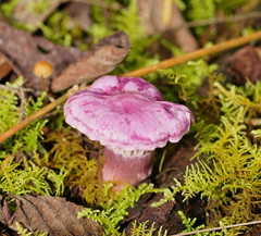 Hygrocybe cheelii