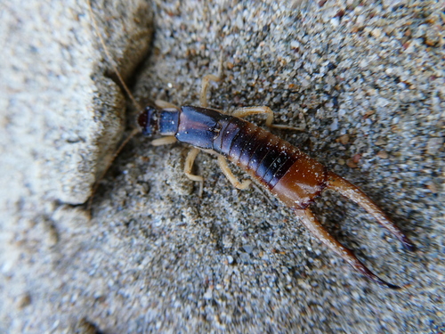 Shore Earwig