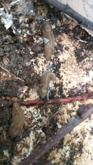 Milacidae