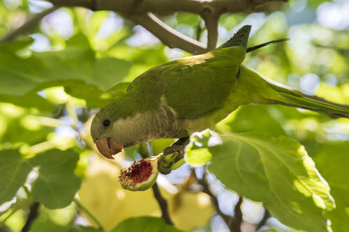 Cotorra argentina (Myiopsitta monachus)