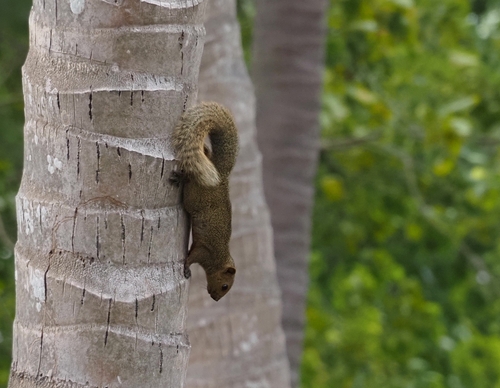 Callosciurus caniceps observed 2026-08-29
