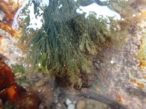 Cladophora rupestris observed 2026-08-29