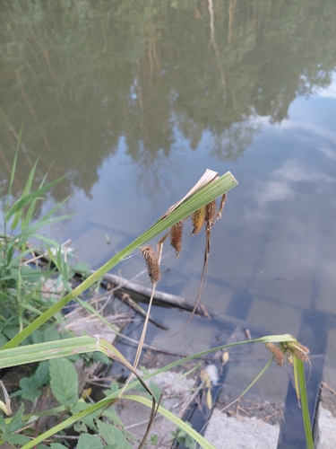 Cyperus Sedge