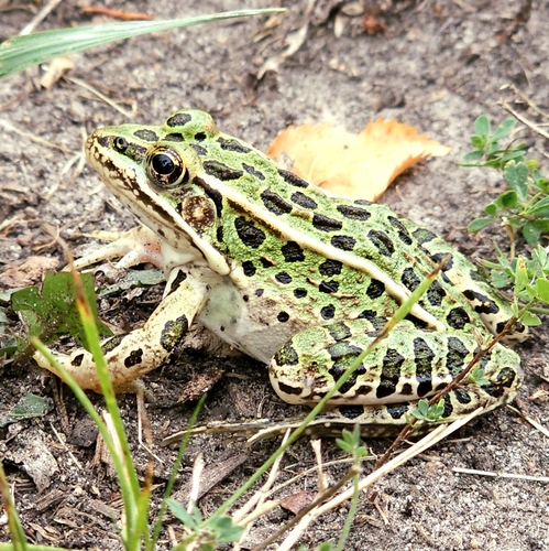 Northern Leopard Frog
