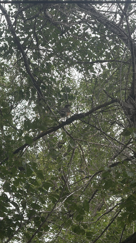 American Robin