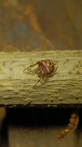 Verrucosa undecimvariolata
