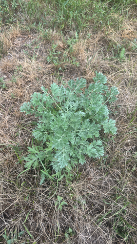absinthe wormwood
