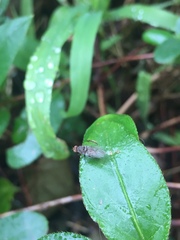 Sphaeroceroidea