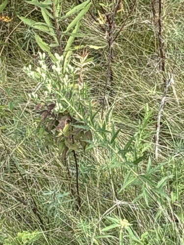 Brickellia eupatorioides, photograph 6