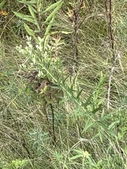 Brickellia eupatorioides, photograph (c) Bob, some rights reserved (CC BY)