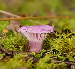 Hygrocybe cheelii