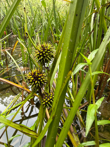 Sparganium americanum, photograph 1