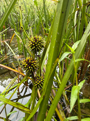 Sparganium americanum