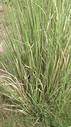 Chrysopogon zizanioides observed 2026-08-27