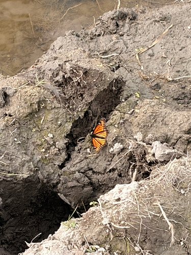 Viceroy