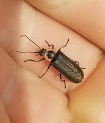 Atalantycha dentigera