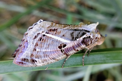 Dot-underwing Moth