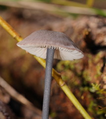 Entoloma albidocoeruleum