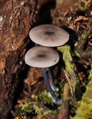 Entoloma albidocoeruleum