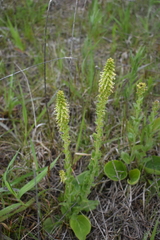 Veronica bullii