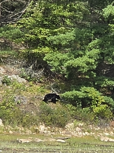 Black Bear sighting near Apsley