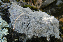 Rinodina