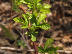 Rubus idaeus strigosus