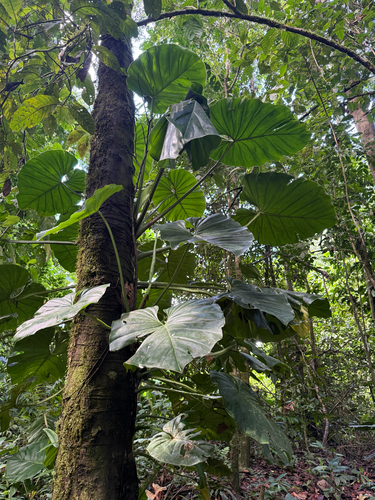Philodendron pterotum, photograph 2