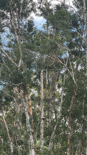 Melaleuca quinquenervia observed 2026-08-26