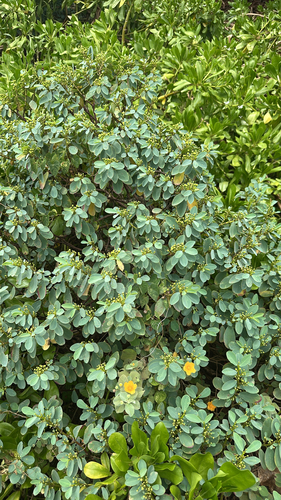 Euphorbia celastroides observed 2026-08-28