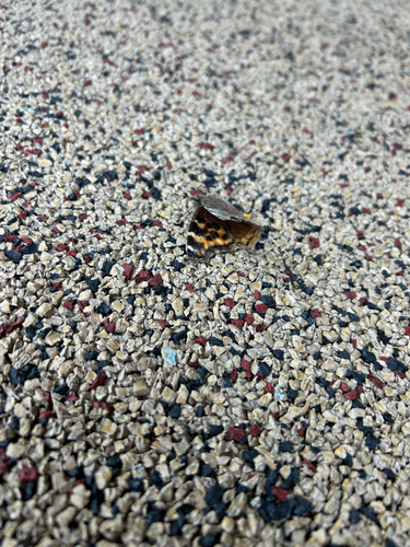 Compton Tortoiseshell