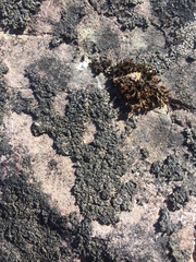 Phaeophyscia sciastra