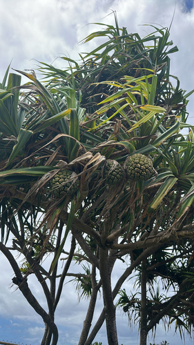 Pandanus tectorius observed 2026-08-28