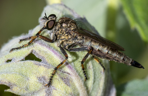 brown heath robberfly