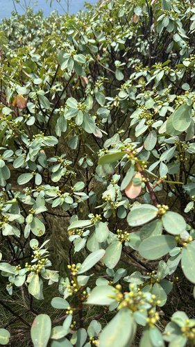 Euphorbia celastroides observed 2026-08-28