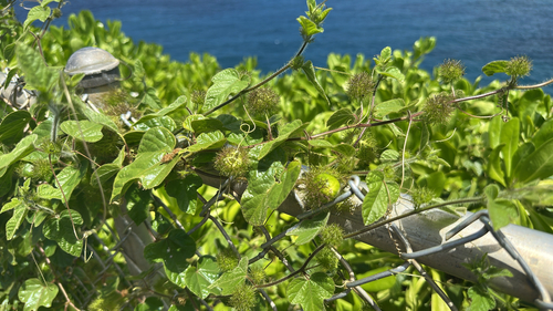 Passiflora foetida observed 2026-08-28