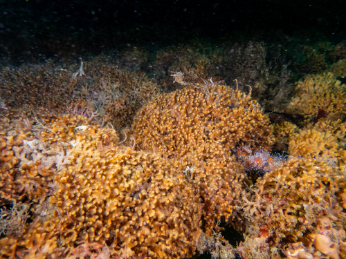 Diaperoecia observed 2026-08-28