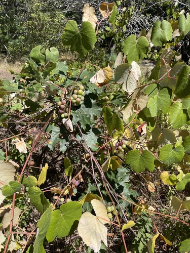 Vitis labrusca, photograph 2