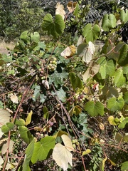 Vitis labrusca, photograph (c) Liz Crafford, some rights reserved (CC BY)