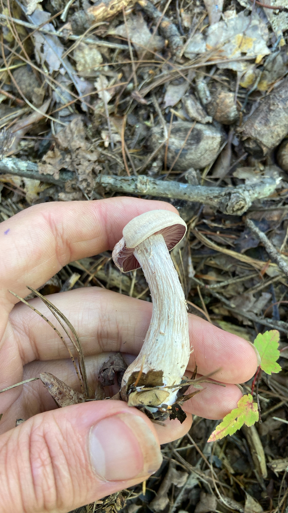 Purple-and-White Deceiver · August 2026 · photo: Photo: no rights reserved · iNaturalist