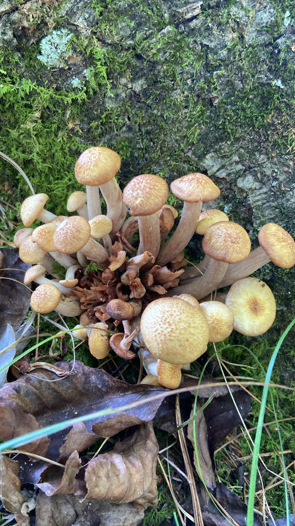 Ringless Honey Mushroom · August 2026 · photo: Photo: no rights reserved · iNaturalist